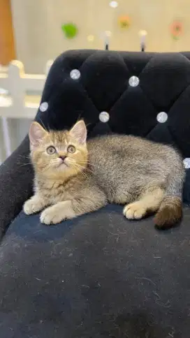 BSH jantan ( Brithis short hair) Black Golden