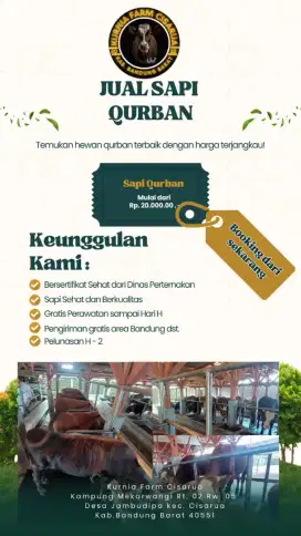 Jual sapi qurban berqualitas