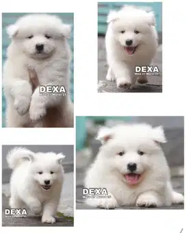 Samoyed puppy jantan & betina