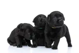 Anak Anjing Gratis Free Puppies