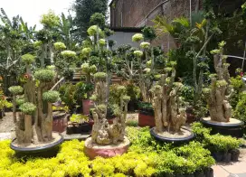 Bonsai taman hias dan pengerjaan taman