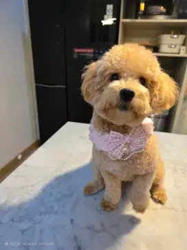 Dijual anjing Poodle apricot 6 bln