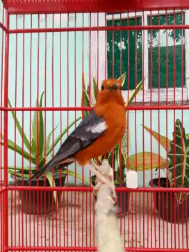 Anis merah prediksi BETINA