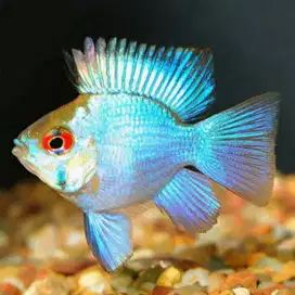 Ikan Rami Rezi Blue Elektrik
