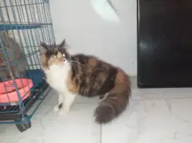 Kitten persia longhair betina usia 4bulan