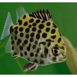 Ikan Hias Kiper