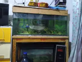 Jual Aquarium plus Ikan Arwana silver