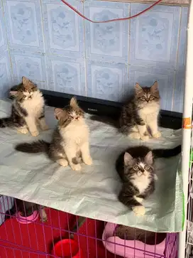Kucing persia mix mainecoon all jantan