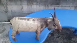 Patung kambing dari plat besi P 45 Cm T 30 Cm