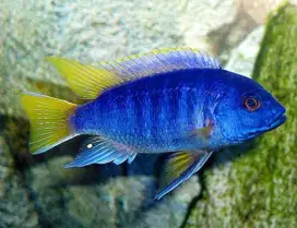 Ikan Chiclid Acei