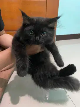 Kitten mix Munckin x Himalaya