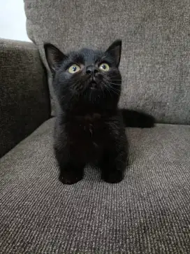Munchkin bsh jntan