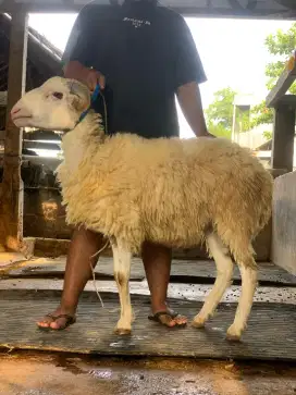 Kambing qurban sehat gemuk 2025