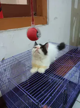 Kucing cebol jantan