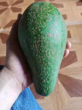 Alpuket aligator