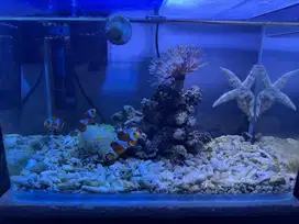 Aquarium lengkung 30x18x20