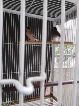 Sepasang burung jalak india dewasa .