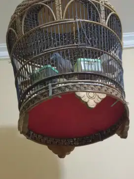 Burung perkutut lokal