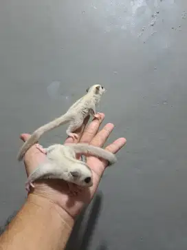 Baby joey sugar glider platinum creamino albino 4 ekor