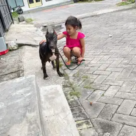 Pitbull betina murah