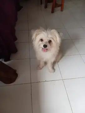Mix pom maltese /shihtzu JANTAN