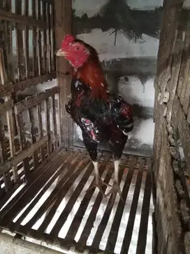 Ayam Bangkok asli