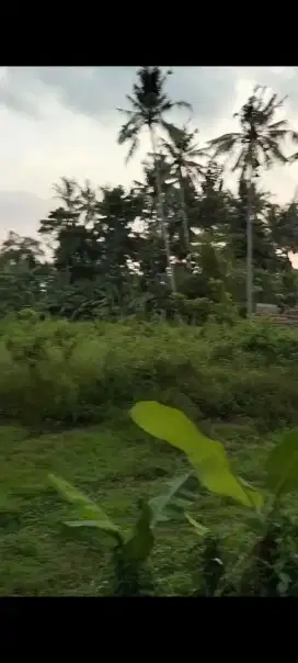 Dijual tanah murah,40 are di desa jadi sanggulan tabanan bali
