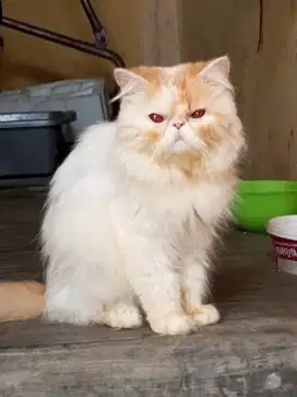 Kucing platnoise siap jadi pejantan