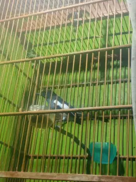 Burung Kacer beina