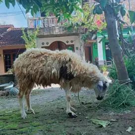 Kambing siap Qurban atau Aqiqah