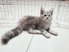KUCING MAINCONE BETINA