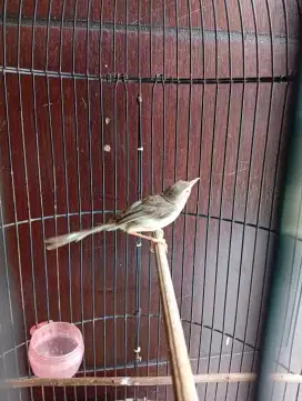 Jual burung pernjak sawah jantan vortot