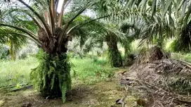 Cari karyawan untuk panen dan borongan perawatan
