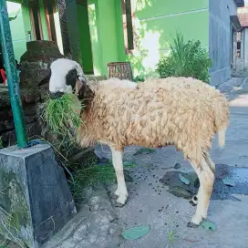 Pejantan Siap Qurban
