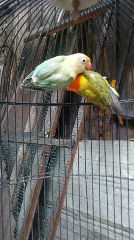 Lovebird BPE x Bio Ewing Gold