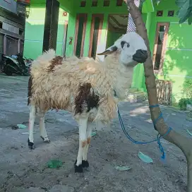Gembel siap Qurban