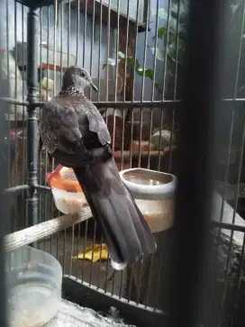 Tekukur kuk 2 (rajin bunyi)