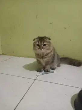 Scottish fold longhair female golden ny25