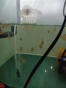 Discus leopard 2.5cm