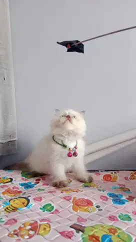 Anak kucing imut