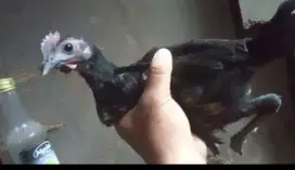 Ayam jago ketawa 3 bln