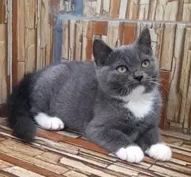 Kitten British Shorthair Betina
