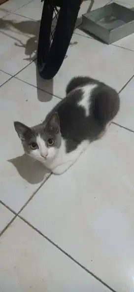 Adopsi kucing lahir tgl 17 agustus 2024 jantan.