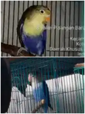 Lovebird PB violet jantan x biru betina