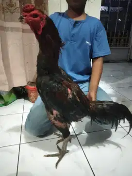 Ayam pakoy brutal