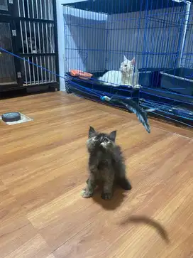 Kitten persia longhair