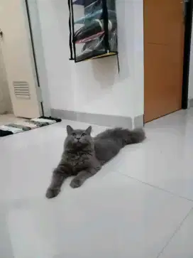 Persian abu solid Bigbone!