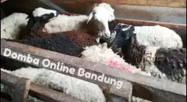 Domba Kurban Terjangkau