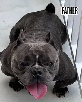 BULLY EXOTIC PREMIUM