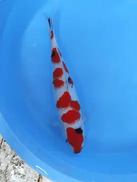 Ikan Koi Sanke 41cm